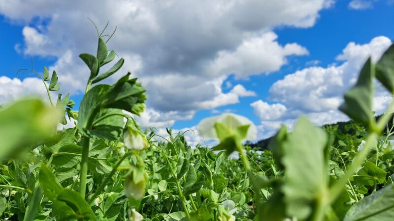 Lähikuva hernepellosta.