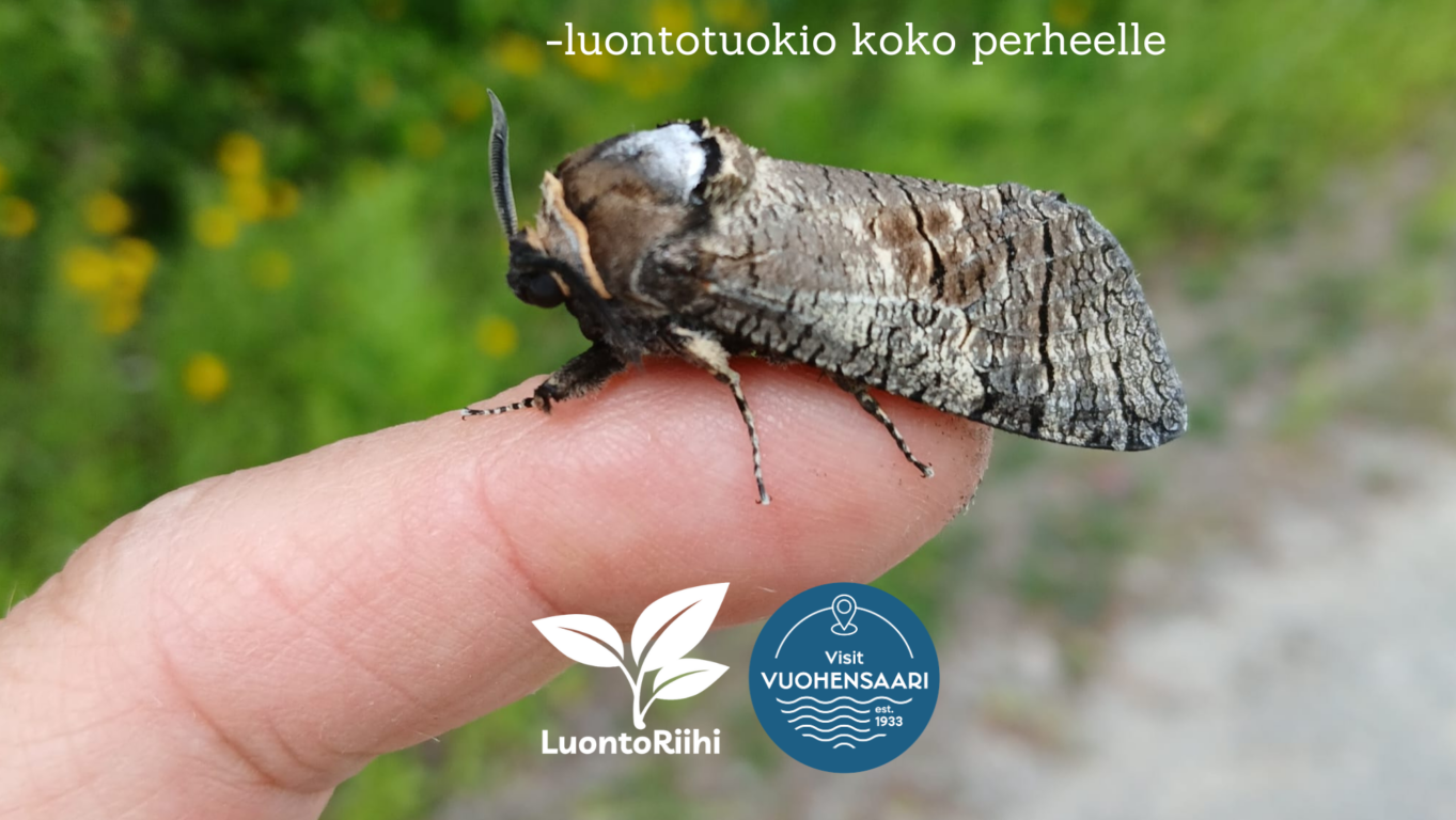 Luonnon tutkimusmatka -luontotuokio koko perheelle