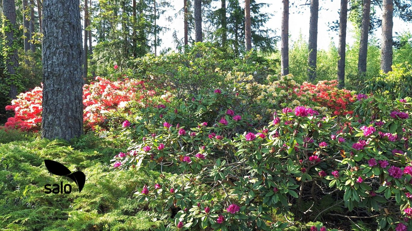 Torstain kesäretki Ilolan Arboretumiin ennen Salon iltatoria