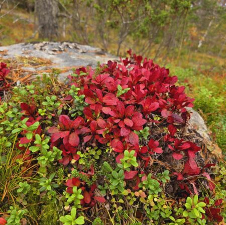Luontovoimaa läheltä
